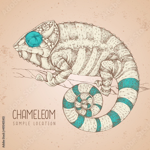 Hand drawing chameleon illustration. Graphic art. Vector illustration