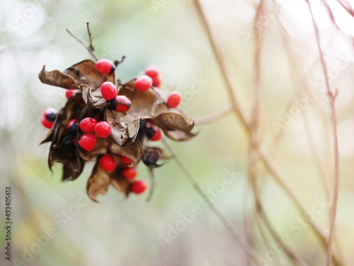 Abrus precatorius with a bright red ball, a small red seed that resembles a rosary or bead. photo