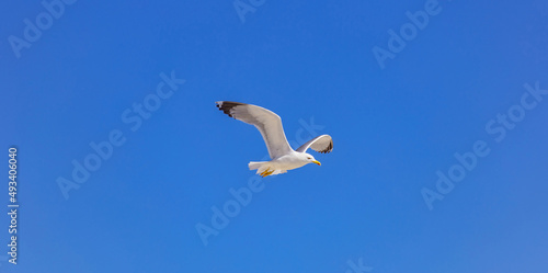 Sea gull open wing fly  clear blue sky background. Herring gull white color  under view