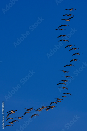 birds in the sky