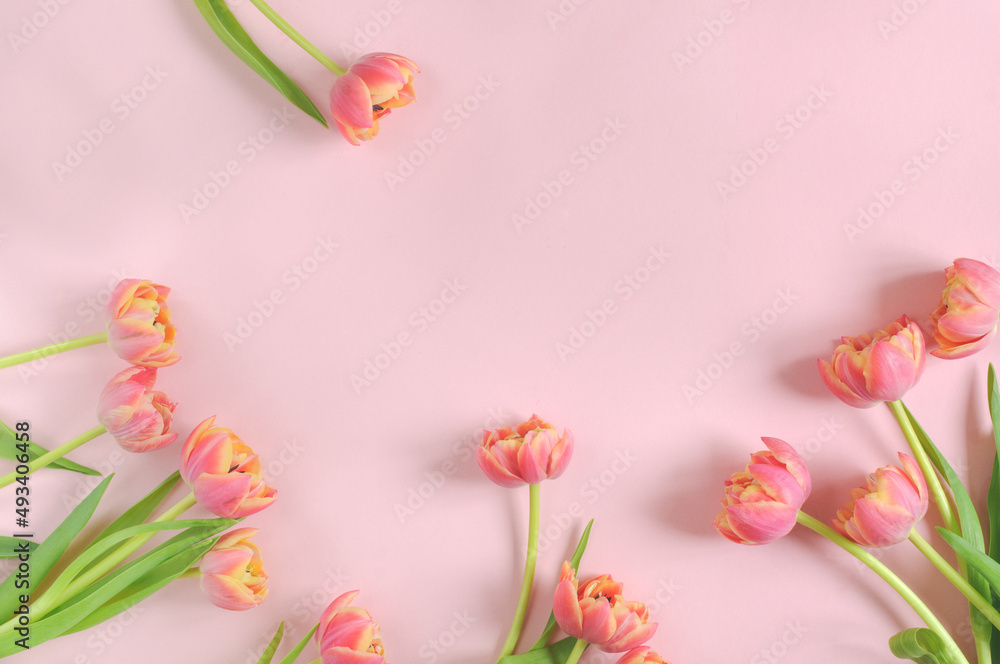 Beautiful tender tulips on a pink background. Floral background with copy space for text. Daylight, selective focus Beautiful tender tulips on a pink background. Floral background with copy space for text. Daylight, selective focus