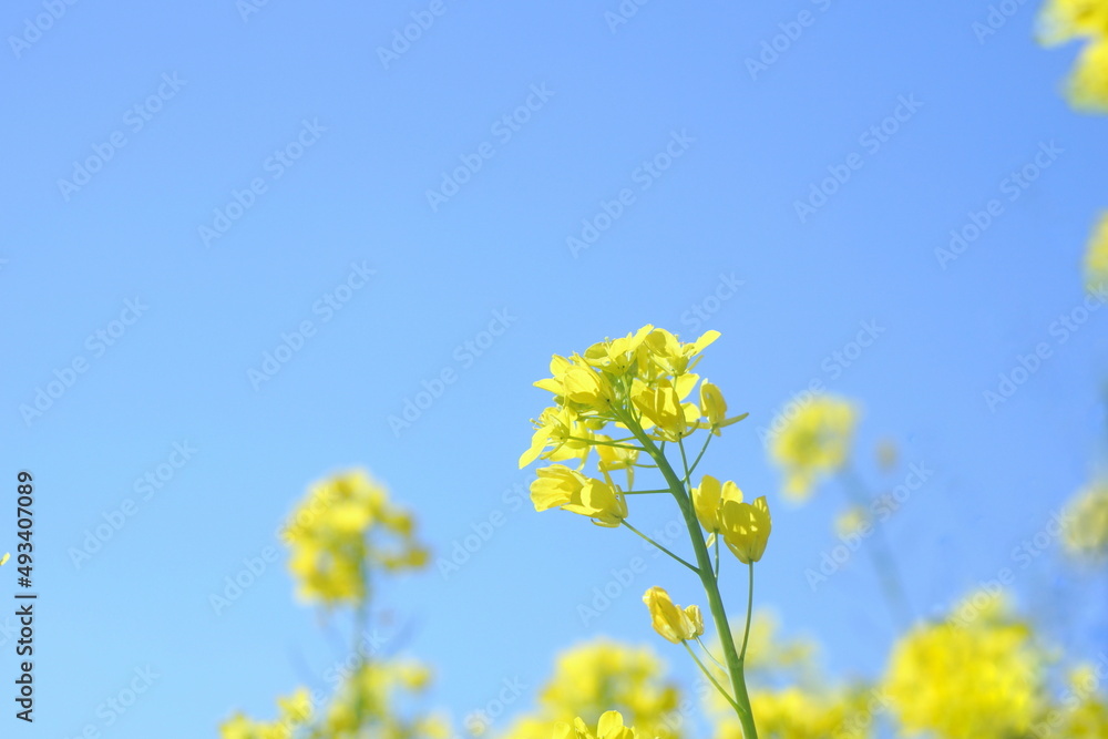 菜の花と青空 菜の花と青空