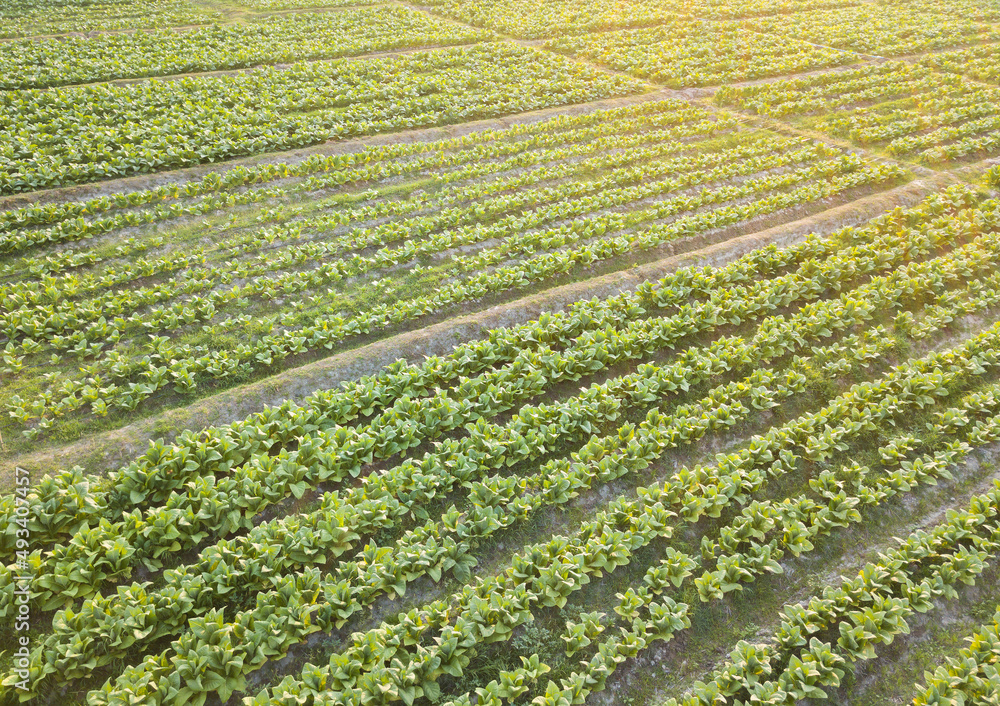 Tobacco Plantation Farm Aerial View Sunset