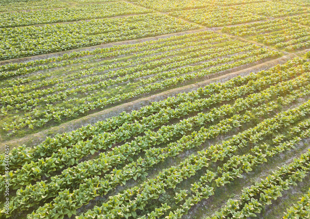 Tobacco Plantation Farm Aerial View Sunset Tobacco Plantation Farm Aerial View Sunset