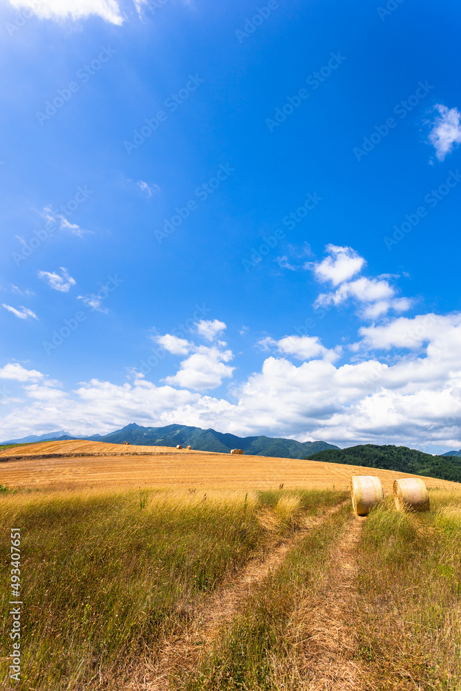 7月の北海道富良野、麦畑