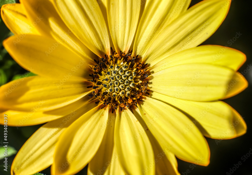 A cape Marguerite daisy bloom . Morning delight A cape Marguerite daisy bloom . Morning delight