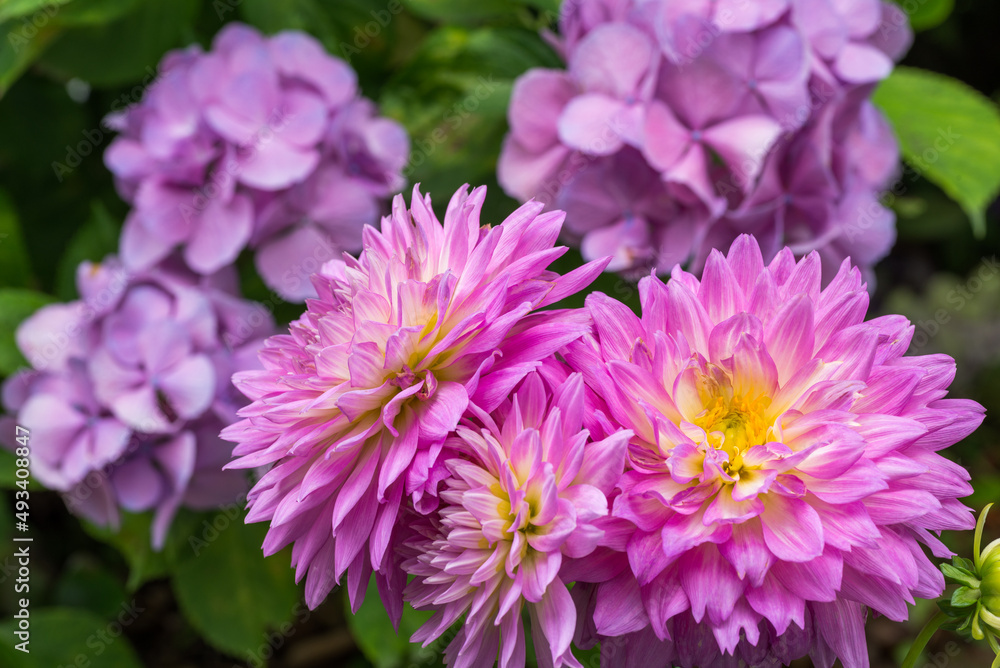 アジサイをバックにピンクのダリアの花 アジサイをバックにピンクのダリアの花