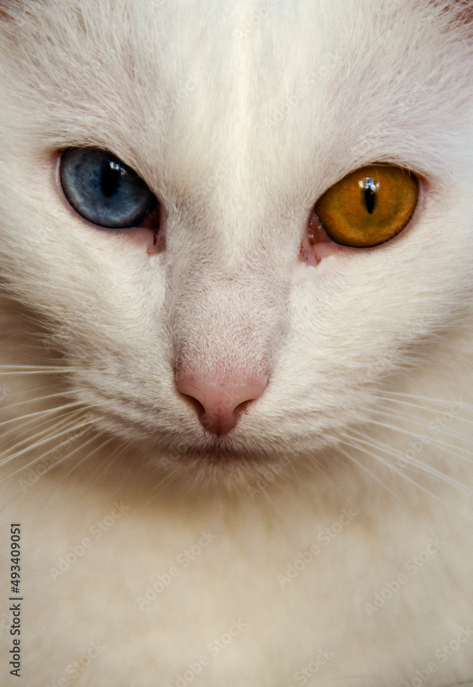 Portrait of a white cat with heterochromia Portrait of a white cat with heterochromia
