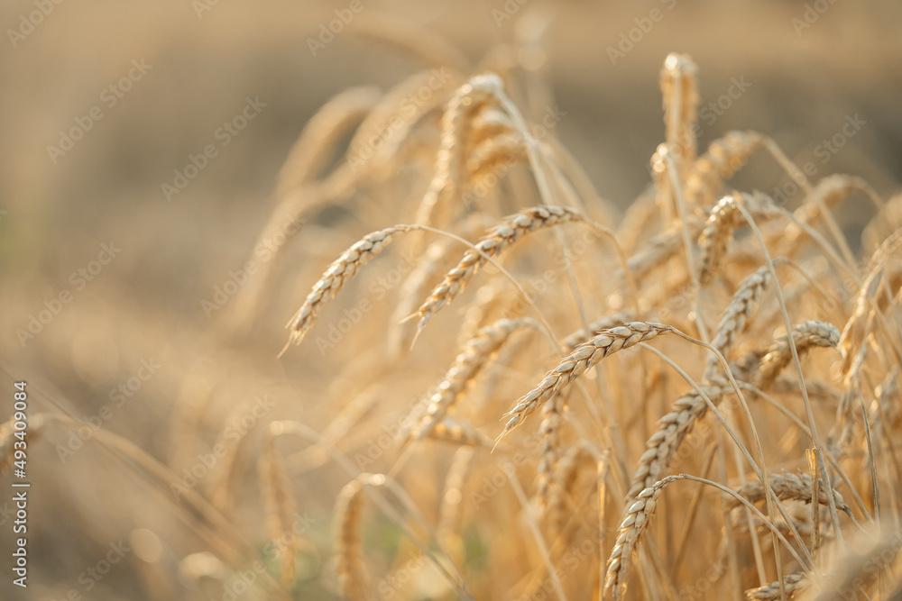 Fototapeta premium Ears of dried wheat in the field in the morning. Harvest of bread and grain crops. Focus on grain.