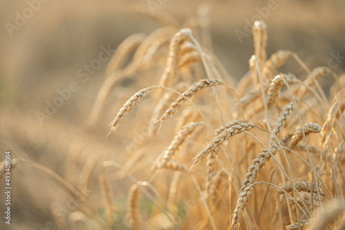 Ears of dried wheat in the field in the morning. Harvest of bread and grain crops. Focus on grain.