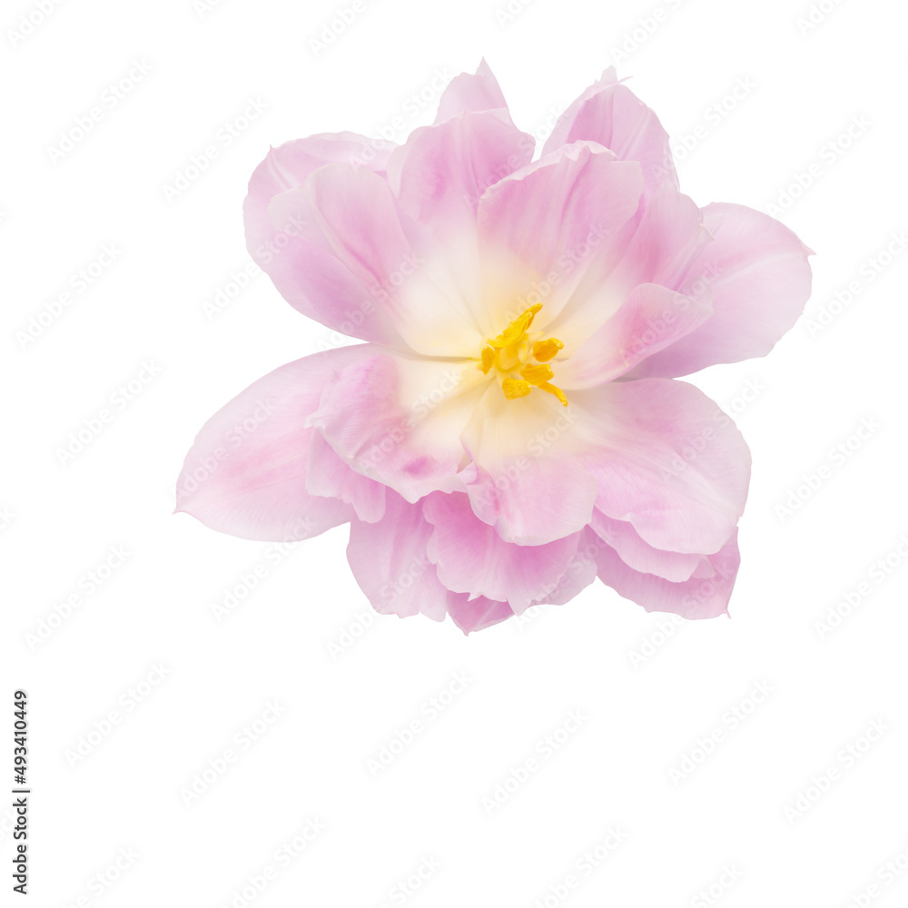 Pink tulip flower isolated on white background.