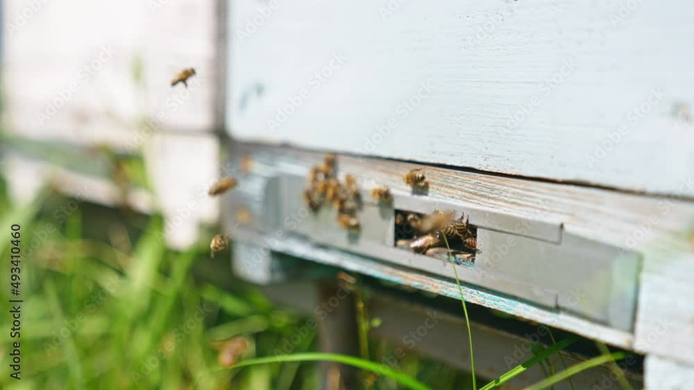 Industrious bees gathered around the beehive entrance. Stripy insects come to the hive and stay on it. Close up. Blurred backdrop. Industrious bees gathered around the beehive entrance. Stripy insects come to the hive and stay on it. Close up. Blurred backdrop.