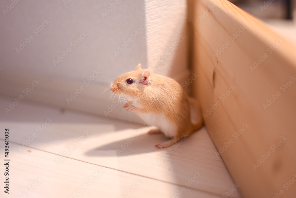 Obraz premium スナネズミ 素材