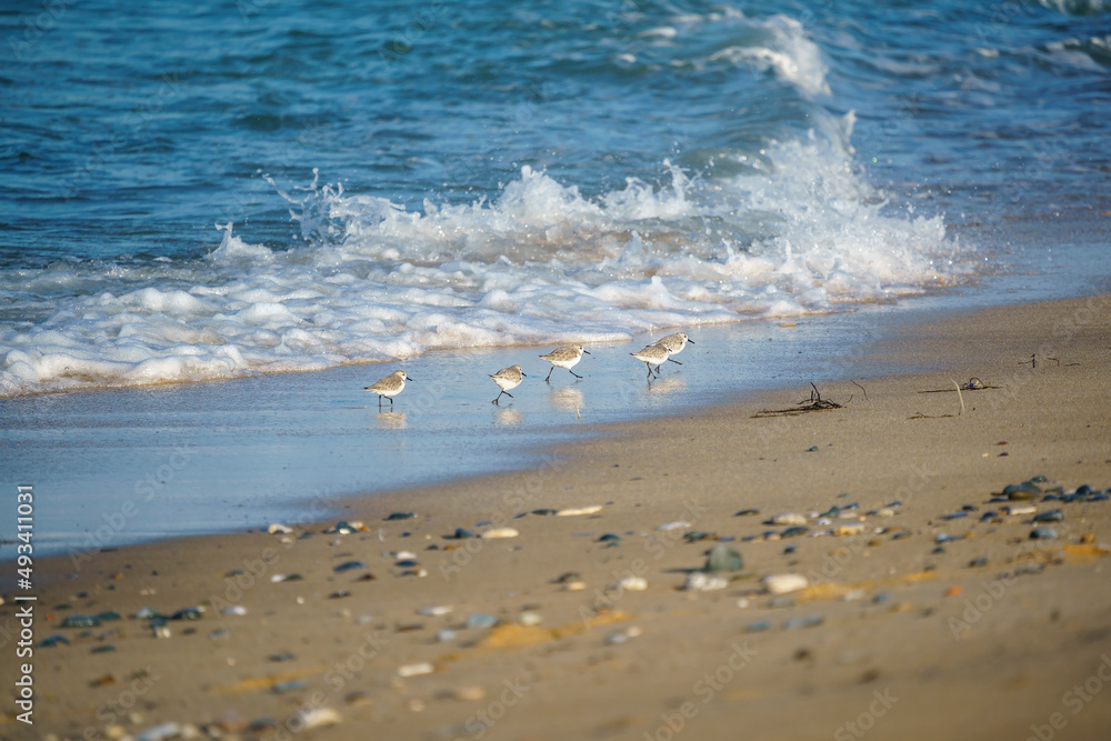 Sanderling (Calidris alba) feeding on the sand beach by the sea Sanderling (Calidris alba) feeding on the sand beach by the sea