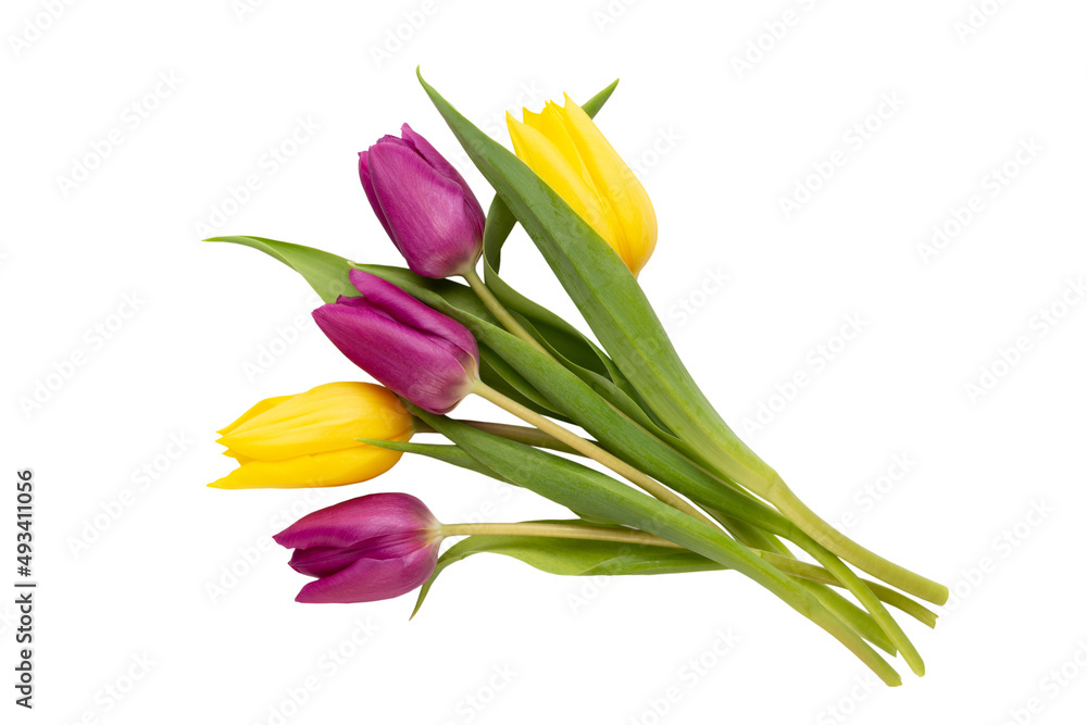 Spring Pink tulips on white background. Spring Pink tulips on white background.