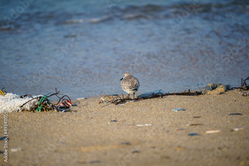 Sanderling (Calidris alba) feeding on the sand beach by the sea