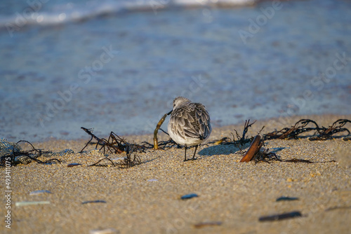Sanderling  Calidris alba  feeding on the sand beach by the sea