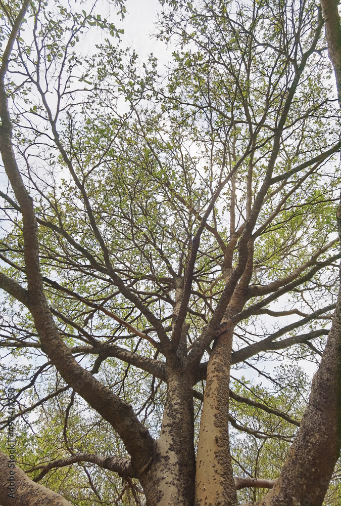 Obraz premium Landscape the big tree with nature background
