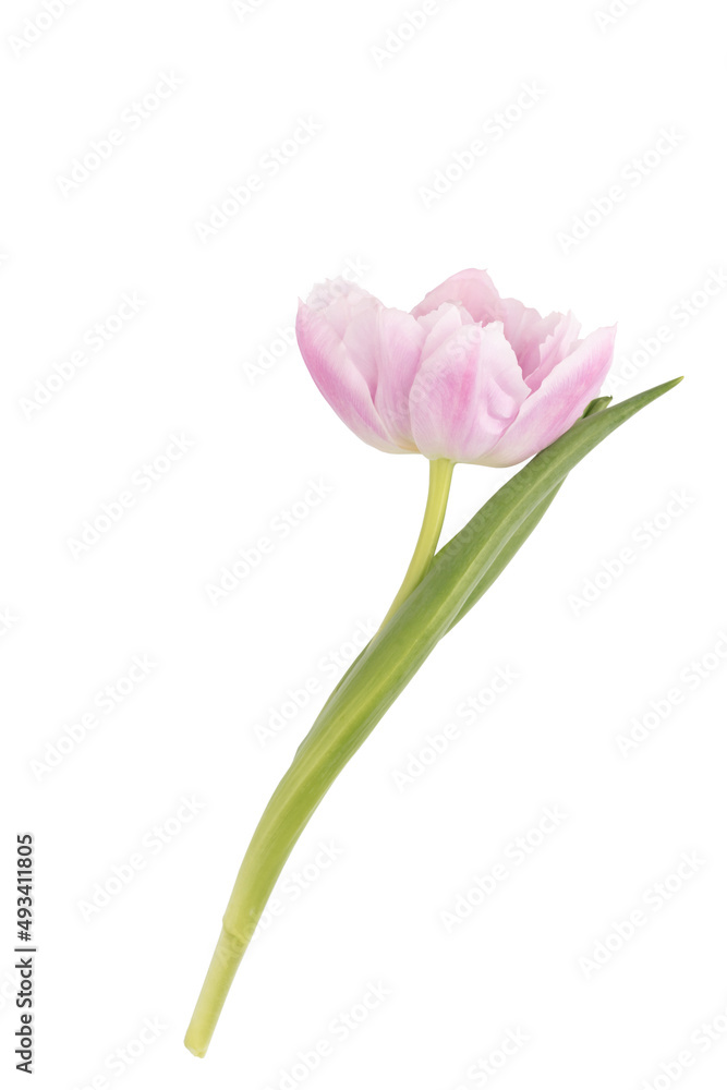 Pink tulip flower isolated on white background.