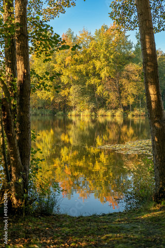 Autumn colors in the forest  reflected in water