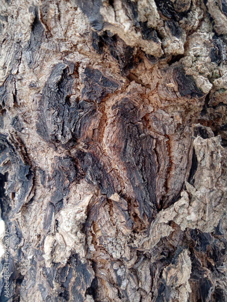 Naklejka premium Texture embossed from the bark. Panoramic shot of wood texture. suitable for product presentation backdrops, displays and mock ups