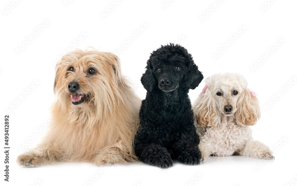 Pyrenean Sheepdog and poodles in studio