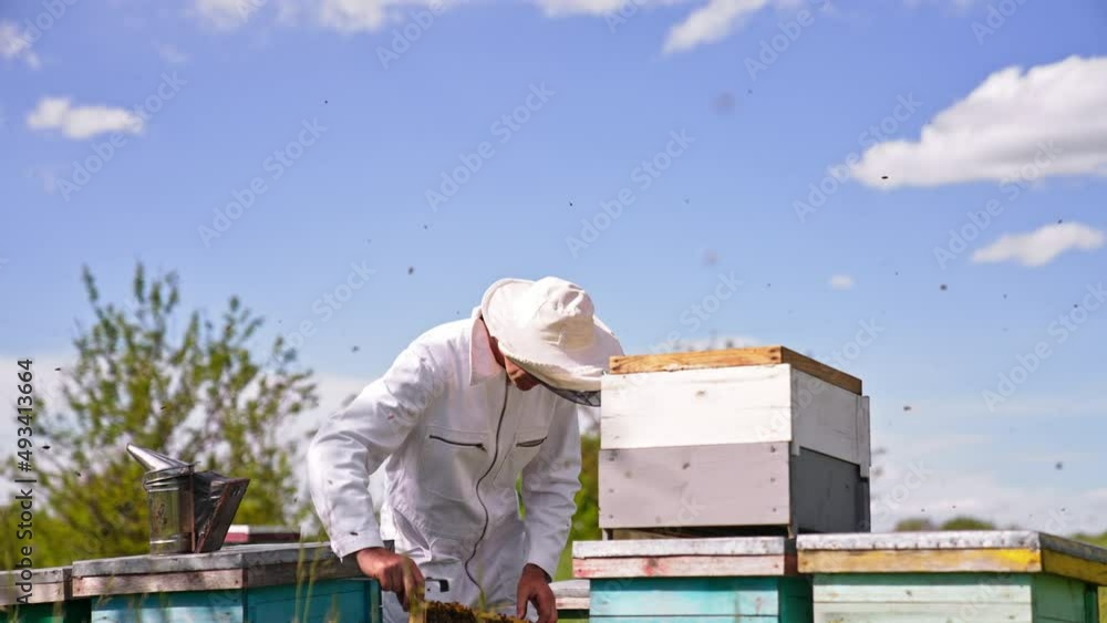 Man is working in his apiary using special tools. Apiarist bent over the hive to check the frames in it. Bees swarming around the farmer. Man is working in his apiary using special tools. Apiarist bent over the hive to check the frames in it. Bees swarming around the farmer.