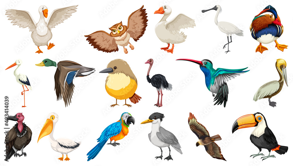 Fototapeta premium Different kinds of birds collection