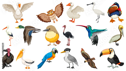 Different kinds of birds collection