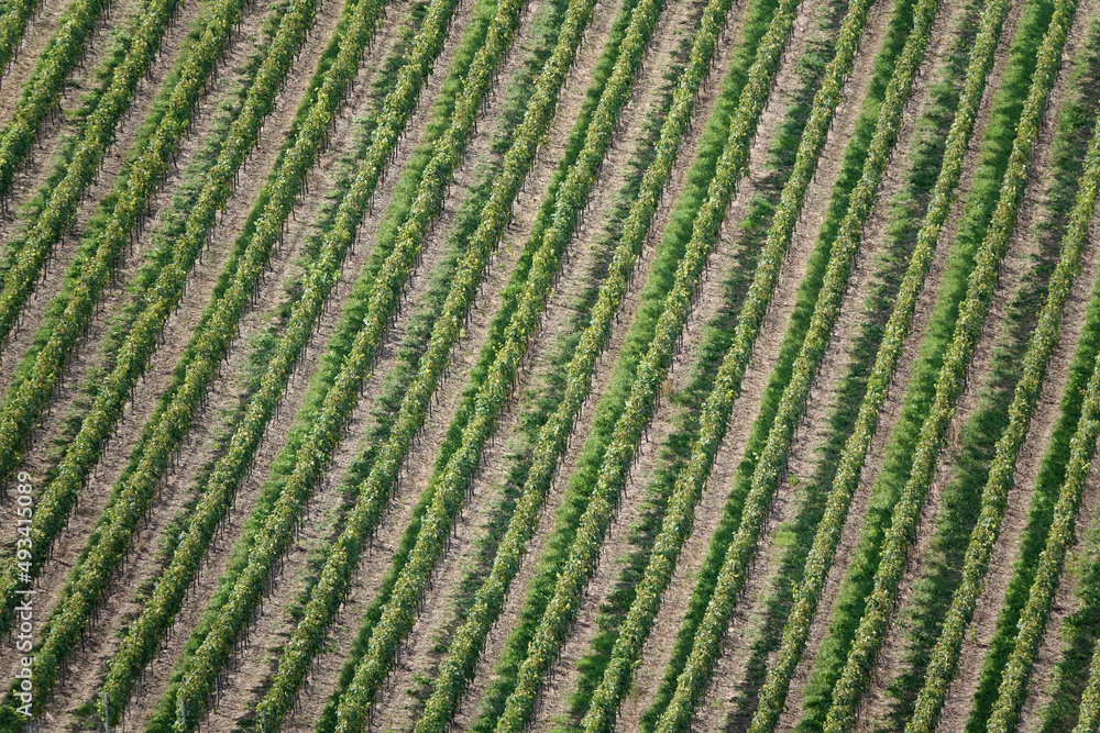 Weinberg bei Wuerzburg Weinberg bei Wuerzburg