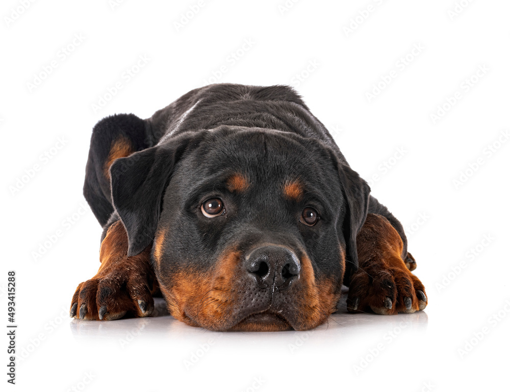 Fototapeta premium rottweiler in studio