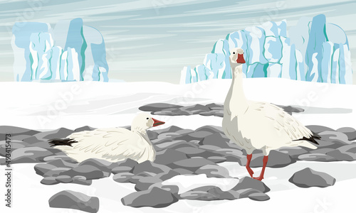 A flock of white arctic geese Anser caerulescens in a rocky snow-covered valley in front of a glacier. Birds of the North. Vector realistic landscape photo