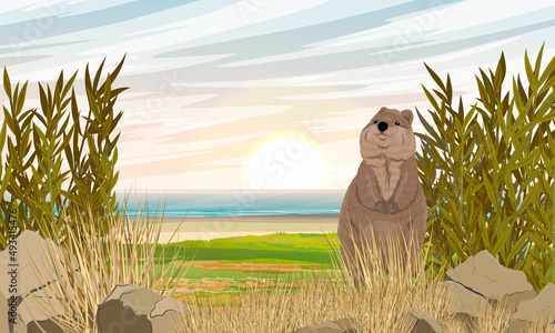 Quokka on the shore of the ocean. Short-tailed scrub wallaby Setonix brachyurus in Australia. Realistic vector landscape