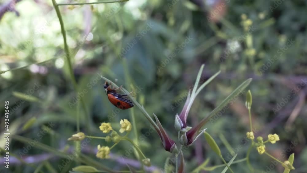 Ladybug on herbs in forest, macro. Summer mood. Ecosystem concept. Ladybug on herbs in forest, macro. Summer mood. Ecosystem concept.