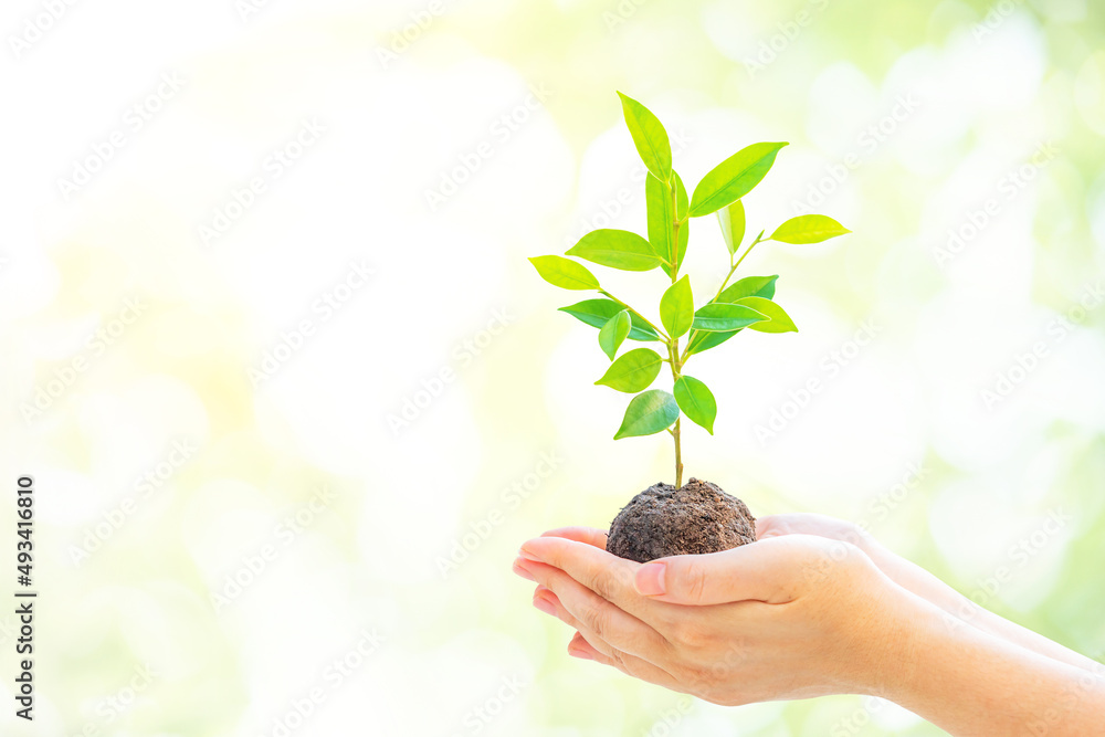 Two Hand holding young plant on bright green bokeh background for World Environment Day concept. Two Hand holding young plant on bright green bokeh background for World Environment Day concept.