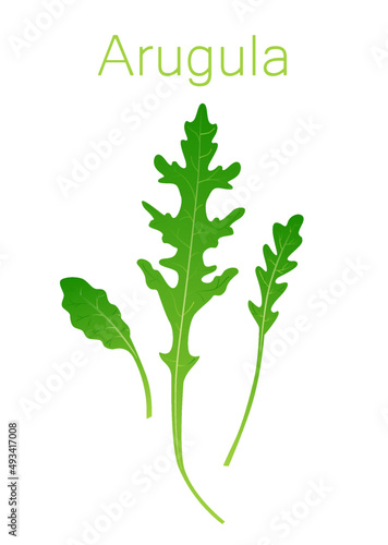 Arugula leaves isolated on white background. Vector elements of Rucola.