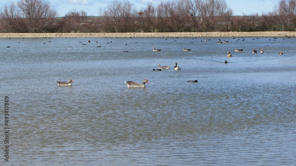 Lagunas de Villafáfila. Zamora. Spain.