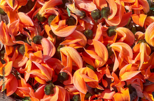 Vibrant red flowers of Butea monosperma  popularly known as  palash    a deciduous tree native to Indian subcontinent. Shot at Purulia district in West Bengal during advent of spring season.