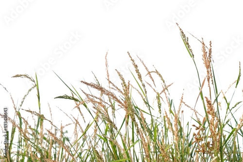 In selective focus Wild grass bush with flower blossom on white isolated background 