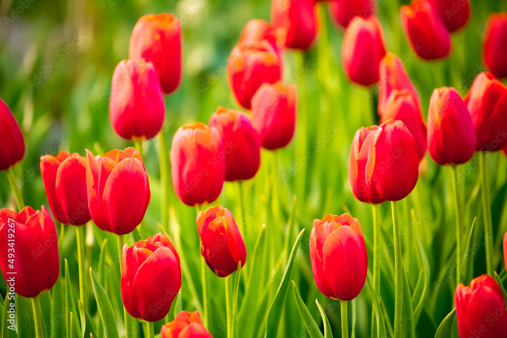 Blooming tulips in Holland. Field of red tulips close-up as a concept of the holiday and spring. Pink and red tulips at the Holland Flower Festival.