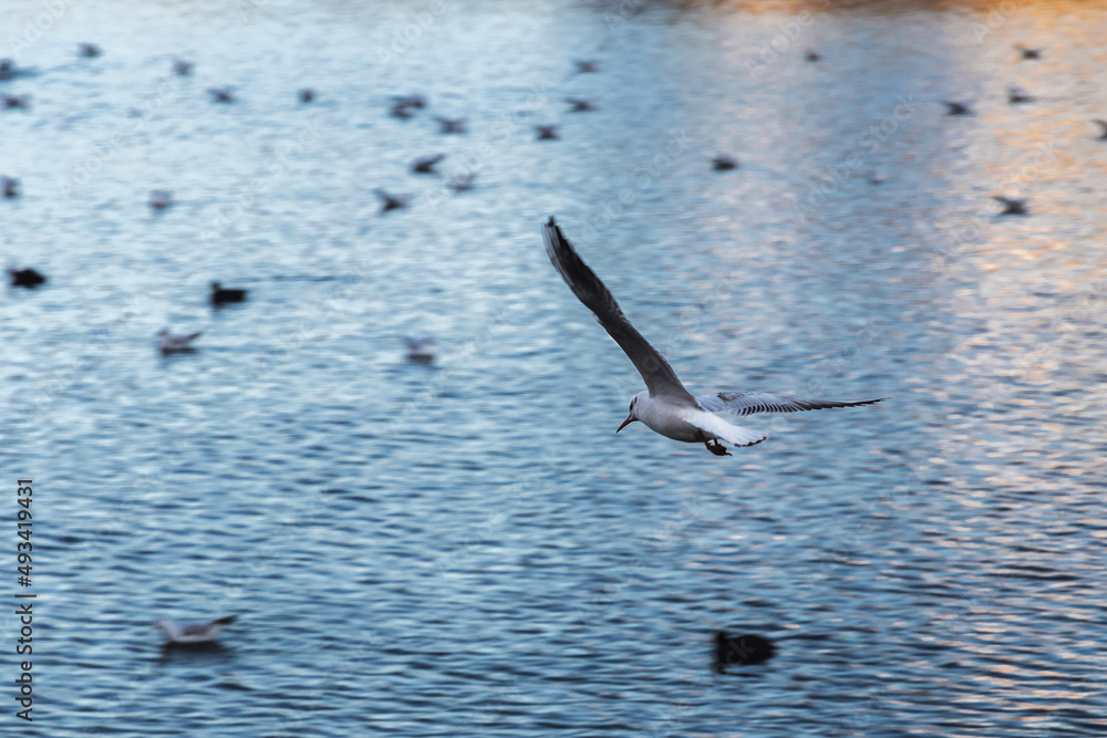 An ordinary seagull (Latin Chroicocephalus ridibundus) flies over the blue surface of the city pond on a sunny morning. Urban landscape. An ordinary seagull (Latin Chroicocephalus ridibundus) flies over the blue surface of the city pond on a sunny morning. Urban landscape.