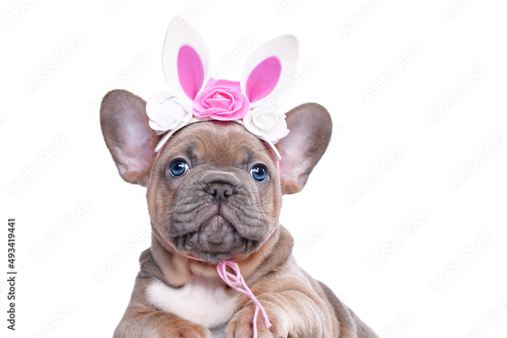 Easter bunny French Bulldog dog puppy wearing floral rabbit ears headband