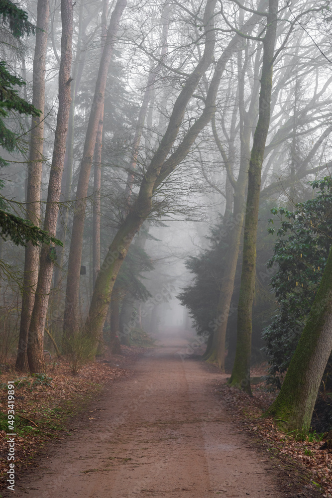 Obraz premium Foggy forest and trails in winter