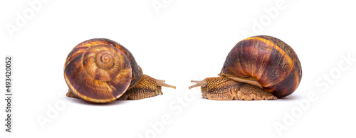 Snails on white background communication concept parent and child or student and teacher student and lecturer