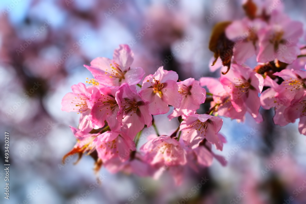 Cherry blossoms in the Japanese garden. Spring flowering. Pink cherry blossom. Spring. Flowers.