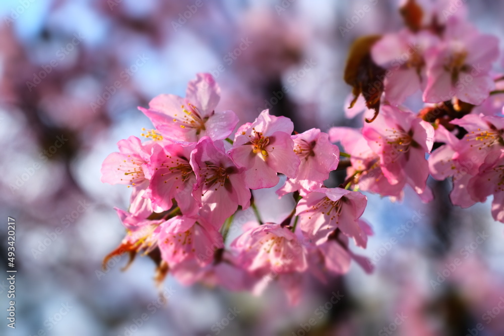 Cherry blossoms in the Japanese garden. Spring flowering. Pink cherry blossom. Spring. Flowers. Cherry blossoms in the Japanese garden. Spring flowering. Pink cherry blossom. Spring. Flowers.