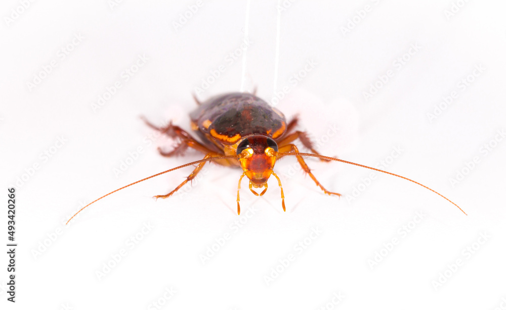 Cockroach close-up macro isolated on white background, insecticide ...