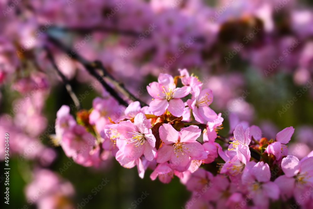 Cherry blossoms in the Japanese garden. Spring flowering. Pink cherry blossom. Spring. Flowers. Cherry blossoms in the Japanese garden. Spring flowering. Pink cherry blossom. Spring. Flowers.