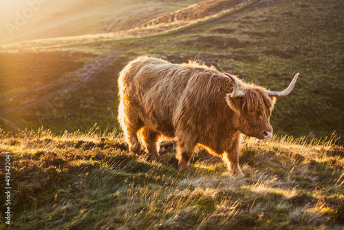 scottish highland cow photo