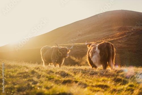 highland cows in the field